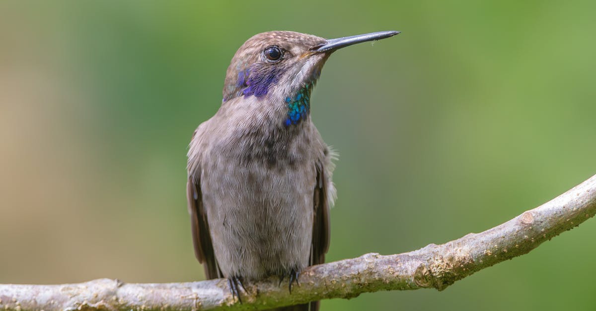 츠루동탄 우동 긴자점